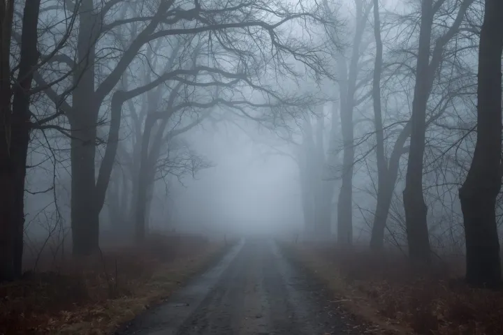 A misty forest path with soft light