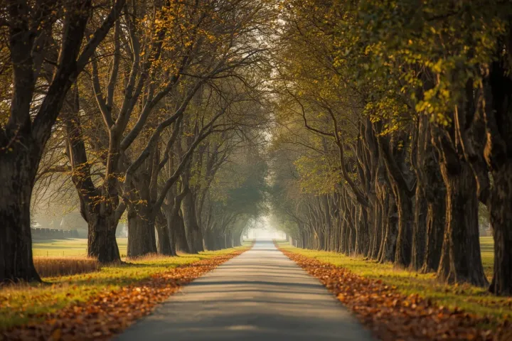 A quiet tree-lined path in early morning light